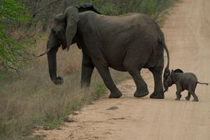 Kruger Park (Olifant)